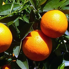 오랜지 발렌시아오렌지 과일 orange, 3kg, 1박스