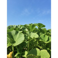 제주 미니밤호박(보우짱) /아이들간식 다이어트 강추 [원산지:국산], 1박스, 3KG1+1 (동일주소지)