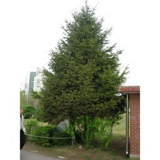 독일가문비 키 150cm(분) 특가판매!!, 1