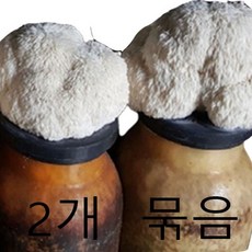 집에서 키우는 유기농 노루궁뎅이 버섯 배지 유치원 학습 학교 농산물 체험 위염 위 점막보호 속쓰림에 좋은 음식, 2개