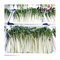 GAP인증 신선한 수경무순 150g 5팩, ONE COLOR, ONE SIZE