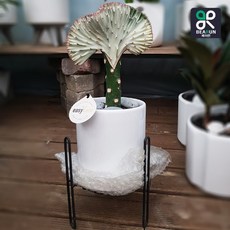 춘봉선인장