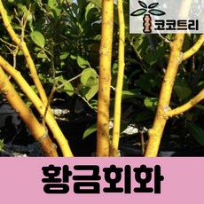 황금회화 - 조경수 가로수 활엽 관목 성목 나무, R2cm(키 1.2m 내외)