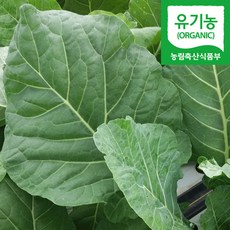 담양 유기농 즙케일 주스용 녹즙용 케일, 1박스, 1kg