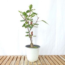 서양배나무