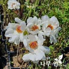 [나무인] 흰목단(모란) 개화주, 1개