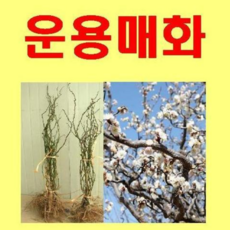 (G소망)운용매화 묘목 접목1년생 1그루