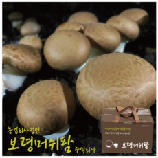 (산지직송)보령머쉬팜, 포타벨라버섯 1kg선물용, 1개