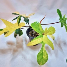 플로리다뷰티