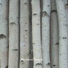 NMT 6 개의 얇은 자작 나무 기둥 8 ft - P017201NB0RDGX2, 기본