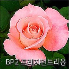 참견의묘미