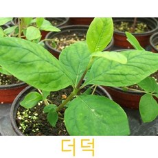 허브(Herb)/채소식물 더덕 화분모종 4개 (L0223)