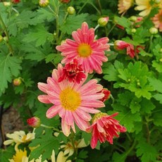 시즌플라워 [초화류]구절초-오렌지, 1개