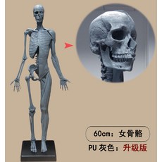 근골격계물리치료중재학