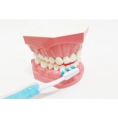 양치교육 치아모형(2배크기) 칫솔질 교육용 양치 교구 이빨 모형, 1개