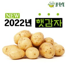 대지마