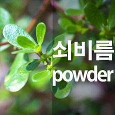 쇠비름가루 마치현 분말, 100g, 1개, 1개입