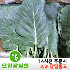 오일장 상회 국내산 쌈 채소 케일 2KG, 1개