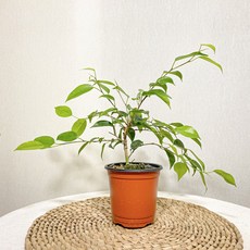 벤자민 고무나무, 1개