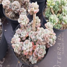 52c4fde2a3724de70e295fa7e5864d686b1cd2d120cff18132cd596bbbfe.jpg