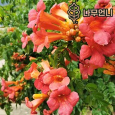 능소화나무 7치화분(키150cm) 개화주 묘목 나무언니