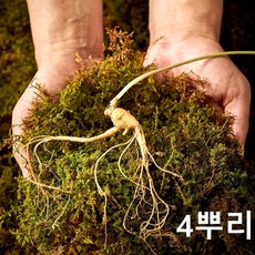 산양삼 산양산삼 6년근 인삼 장뇌삼 장뇌산삼 야생삼 진세노사이드 사포닌 아미노산 무기질 수용성비타민 한국임업진흥원 인증 자연산 강원도 토종 선물 4뿌리