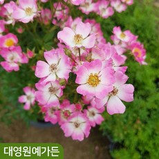 찔레장미 꽃나무 정원수 찔레나무