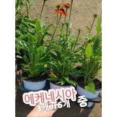 에키네시아모종