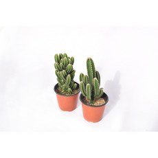 서비내 귀면각 선인장(기둥선인장) Cereus jamacaru 플랜테리어 인테리어 반려식물 공기정화식물 서비야드플라워아울렛, 1개