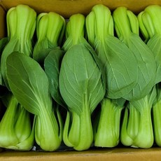 영호네농산물 작업된 청경채 bok choy, 1개, 4kg