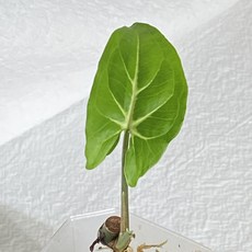 옐로우싱고니움