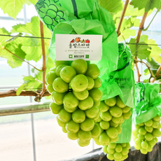 샤인머스켓수출용