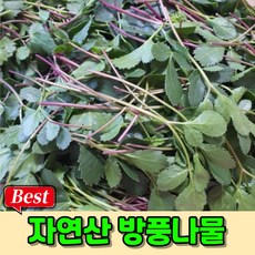 [국내산] 국산 방풍나물 500g 금오도방풍나물 붉은줄기 해방풍 장아찌용 병풀나물 갯기름나물, 1개