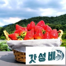 추천9 고냉지딸기