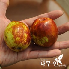 [나무인] 왕대추묘목(사과대추품종) 2그루,