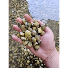 중국산 냉동 재첩 1kg, 1개