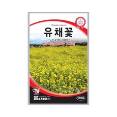 유채씨앗 TOP01
