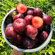 거창 체리자두 1kg 2kg 나디아 자두 체리 고당도 국내산 산지직송 당일수확 당일발송, 체리자두1kg(혼합), 1개