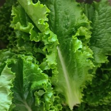 국산] 당일수확 맛있고 아삭한 청상추 상추 아삭이상추 신선배송 쌈채소 업소용 식당용, 1박스, 2kg