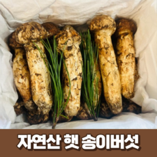[최고급] 자연산 냉동 송이버섯 500g 1kg 국산 산지 직송 생 송이버섯 국내산 명절 추석 부모님 선물세트 (선물박스+황금보자기), 1개, 500g (개산품-3등품)
