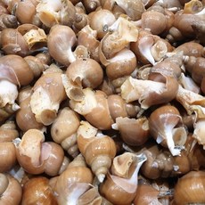 활 백골뱅이 1kg 소 (35-45미) 당일조업 동해안 자연산, 1개