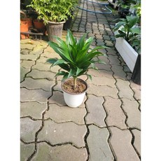 드라세나콤팩타