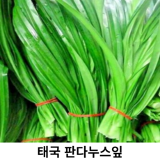 태국 야채 생 판다누스 3kg 판단잎 판다누스잎 카야잼재료 판단누스 판단 Pandanus, 1개