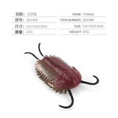 삼엽충