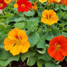 [이삽저삽]한련화모종(4치포트12개/한판)큰꽃모종 화단용 야생화 조경용/식용.약용식물 연잎모양 관상용