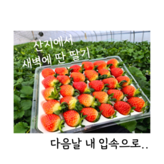 산지직송 산청의 맛 지리산 명품 설향딸기800g 설향딸기(30구) 선물용딸기 홈파티딸기 설향딸기 생딸기 산청딸기 지리산산청딸기 명품딸기 딸기선물, 1개, 산청설향딸기30구