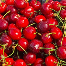 팜 파트너샵 국산체리 경주체리 2KG 산지직송 자브레 좌등금 얼리브랏 좌등금 레이니어 빨간체리 노란체리 국내산 체리농원, 1박스, 좌등금 2KG 강력추천