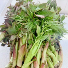 눈개승마 아삭 달큰한 맛에 봄이 기다려진다 25년 1월 중순 출하 가능 예상, 1박스, 1kg
