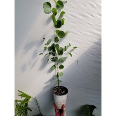 유칼립투스폴리안