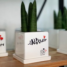 마음을전하는 메시지화분 캘리그라피화분 (공기정화식물 스투키 소형) 사랑 감사 축하 60여가지